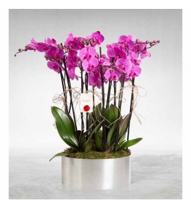sekizli mor orkide 